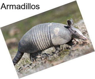 Armadillos