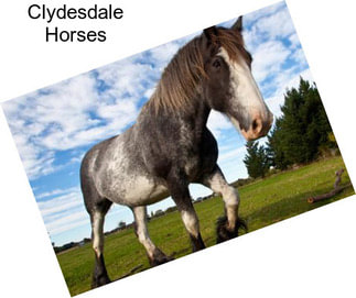 Clydesdale Horses