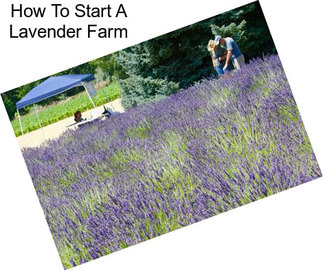 How To Start A Lavender Farm