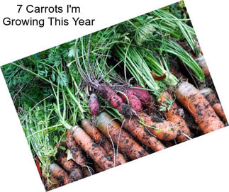 7 Carrots I\'m Growing This Year