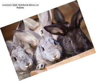 Livestock Q&A: Nutritional Advice on Rabbits