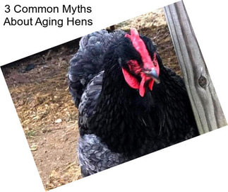 3 Common Myths About Aging Hens