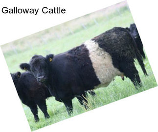 Galloway Cattle