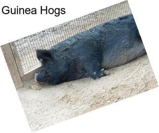 Guinea Hogs