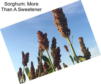 Sorghum: More Than A Sweetener