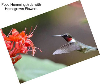 Feed Hummingbirds with Homegrown Flowers