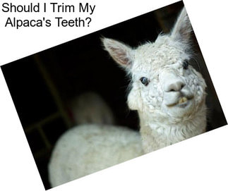 Should I Trim My Alpaca\'s Teeth?