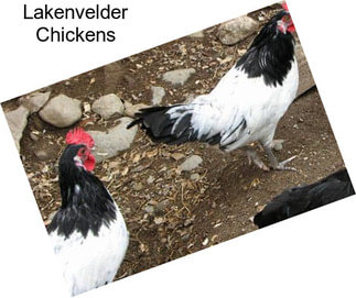 Lakenvelder Chickens