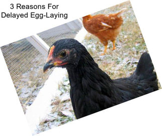 3 Reasons For Delayed Egg-Laying