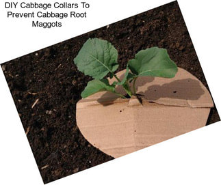 DIY Cabbage Collars To Prevent Cabbage Root Maggots