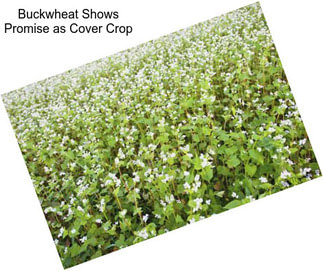 Buckwheat Shows Promise as Cover Crop