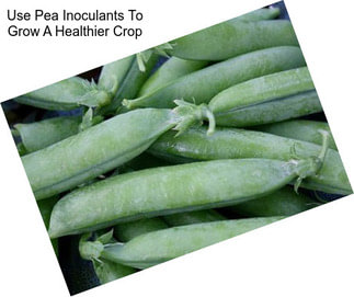 Use Pea Inoculants To Grow A Healthier Crop