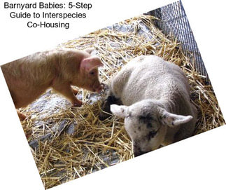 Barnyard Babies: 5-Step Guide to Interspecies Co-Housing