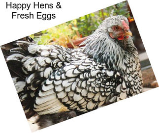 Happy Hens & Fresh Eggs