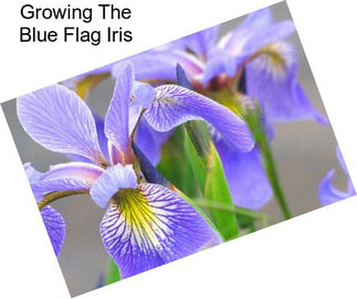 Growing The Blue Flag Iris