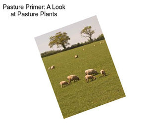 Pasture Primer: A Look at Pasture Plants