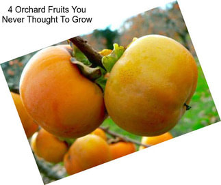 4 Orchard Fruits You Never Thought To Grow