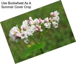 Use Buckwheat As A Summer Cover Crop