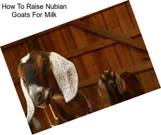 How To Raise Nubian Goats For Milk