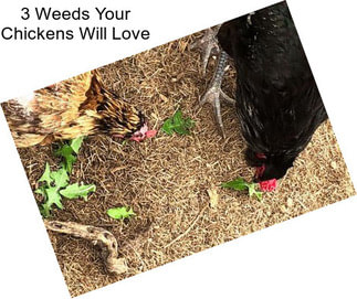 3 Weeds Your Chickens Will Love