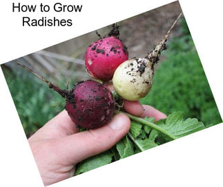 How to Grow Radishes