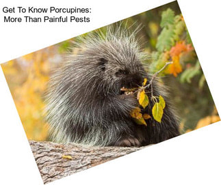Get To Know Porcupines: More Than Painful Pests