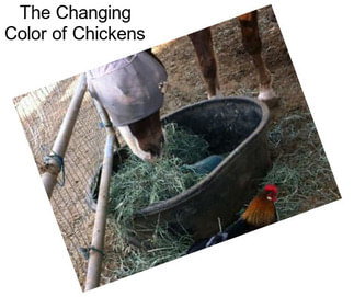 The Changing Color of Chickens