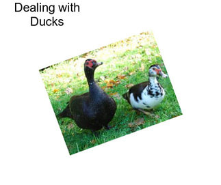 Dealing with Ducks
