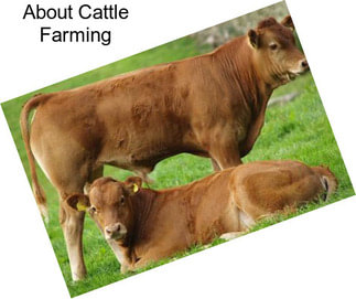 About Cattle Farming
