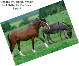 Donkey Vs. Horse: Which Is A Better Fit For Your Farm?