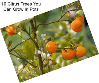 10 Citrus Trees You Can Grow In Pots