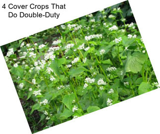 4 Cover Crops That Do Double-Duty