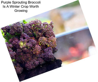 Purple Sprouting Broccoli Is A Winter Crop Worth Growing