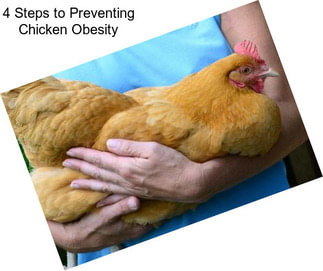 4 Steps to Preventing Chicken Obesity