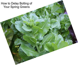 How to Delay Bolting of Your Spring Greens