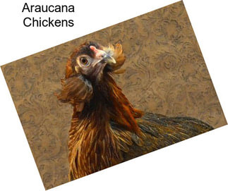 Araucana Chickens