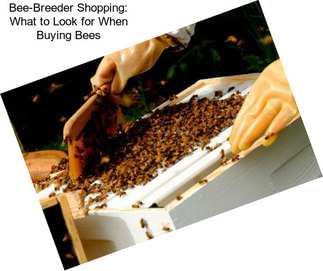 Bee-Breeder Shopping: What to Look for When Buying Bees