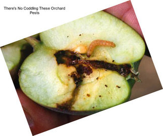 There\'s No Coddling These Orchard Pests
