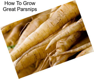 How To Grow Great Parsnips