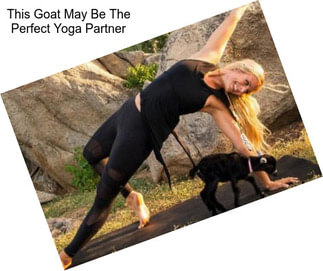 This Goat May Be The Perfect Yoga Partner