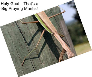 Holy Goat—That\'s a Big Praying Mantis!