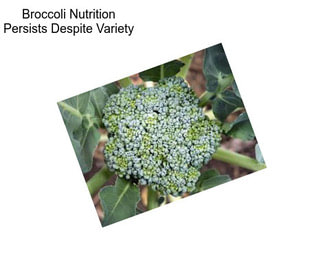 Broccoli Nutrition Persists Despite Variety