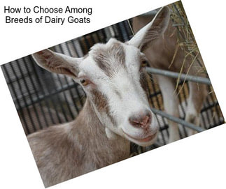 How to Choose Among Breeds of Dairy Goats
