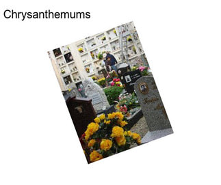 Chrysanthemums