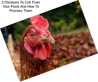 3 Chickens To Cull From Your Flock And How To Process Them
