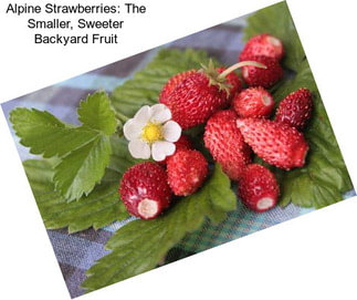Alpine Strawberries: The Smaller, Sweeter Backyard Fruit