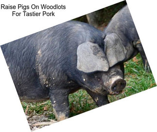 Raise Pigs On Woodlots For Tastier Pork