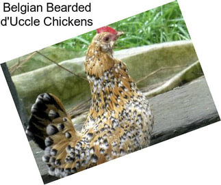 Belgian Bearded d\'Uccle Chickens