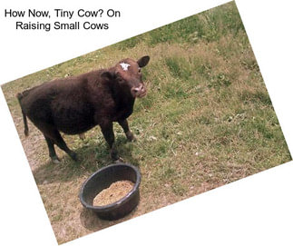 How Now, Tiny Cow? On Raising Small Cows