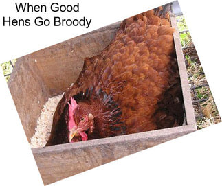 When Good Hens Go Broody